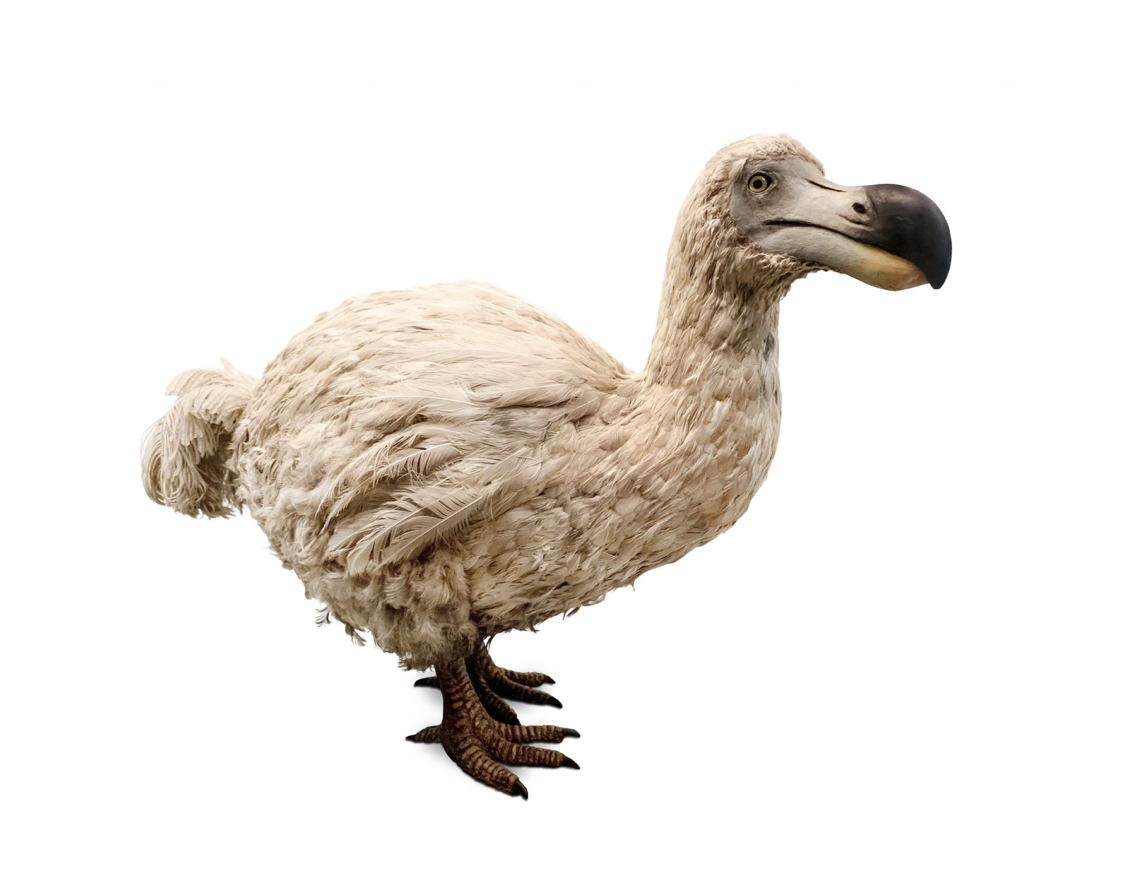 De Dodo